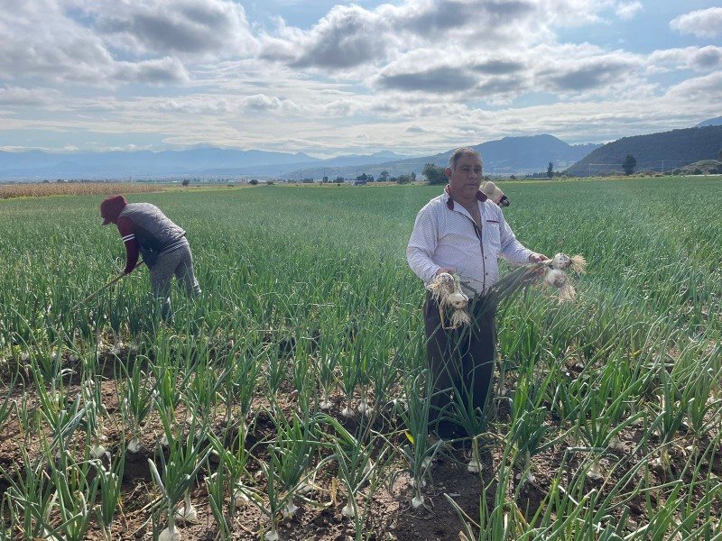 Productores de cebolla en Tenango padecen ante la sequia