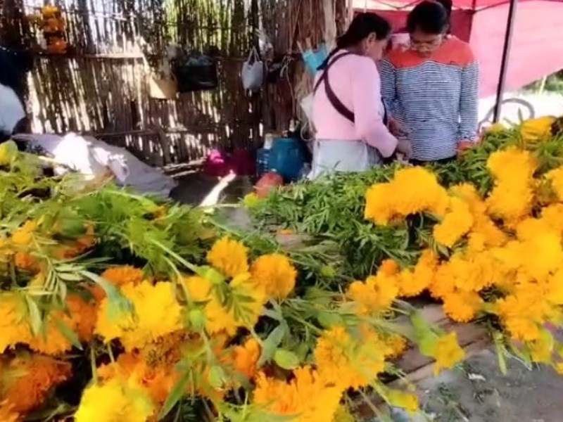 Productores de cempasúchil en Zinacatepec reportan bajas ventas, menos 50% Productores de cempasúchil en Zinacatepec reportan bajas ventas, menos 50%