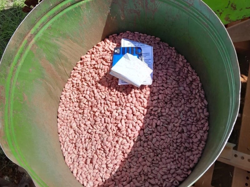 Productores de Cuencamé enfrentan falta de espacio para almacenar frijol