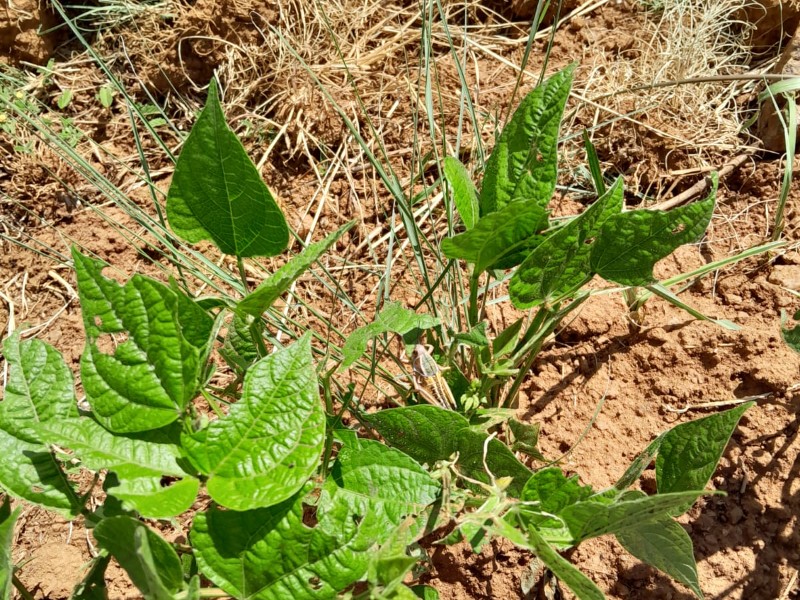 Productores de Cuencamé reportan plaga de chapulín en parcelas de frijol