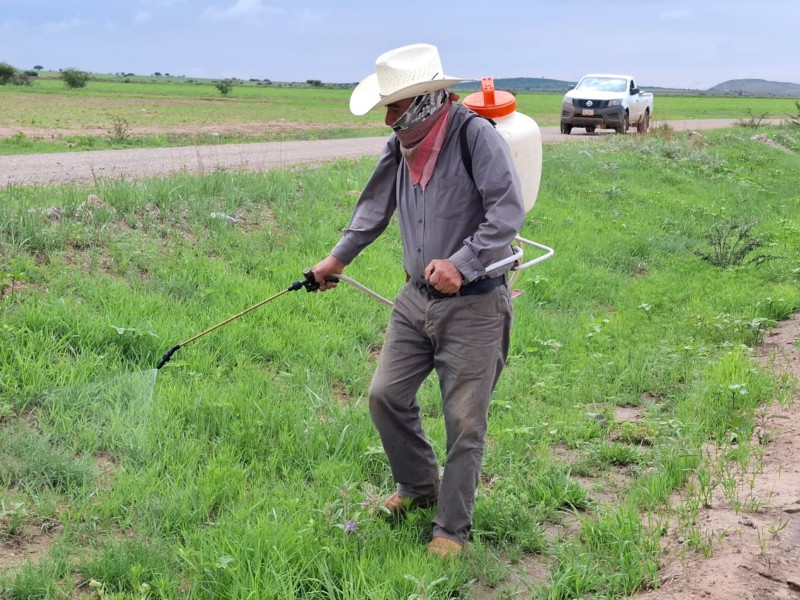 Productores de Durango están recibiendo apoyos para combatir plaga de chapulín