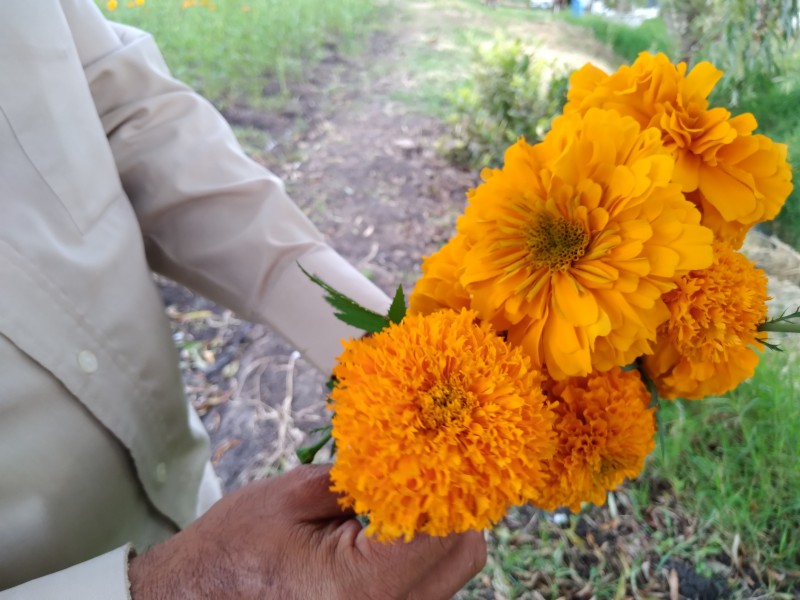 Productores de flor de cempasúchil esperan repunte en ventas