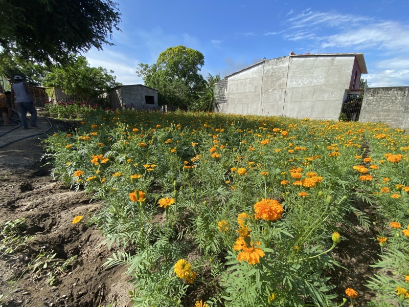 Productores de flor de cempasúchil se preparan para la temporada