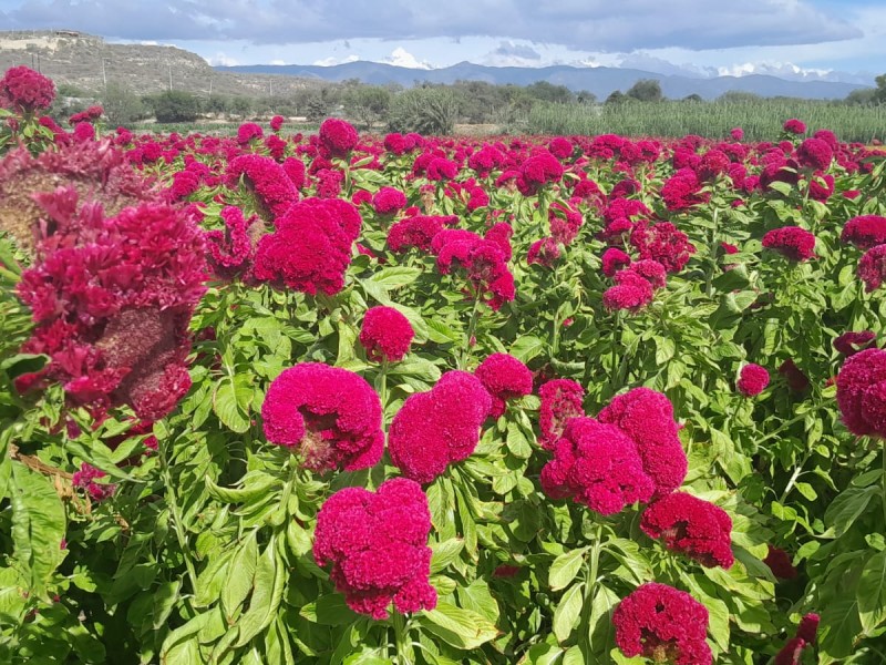 Productores de flor de muerto aprovecharon aguas negras en Tehuacán 