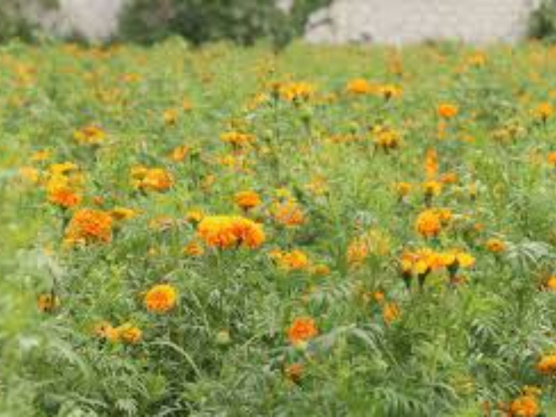 Productores de flor de muerto no se arriesgaron a sembrar