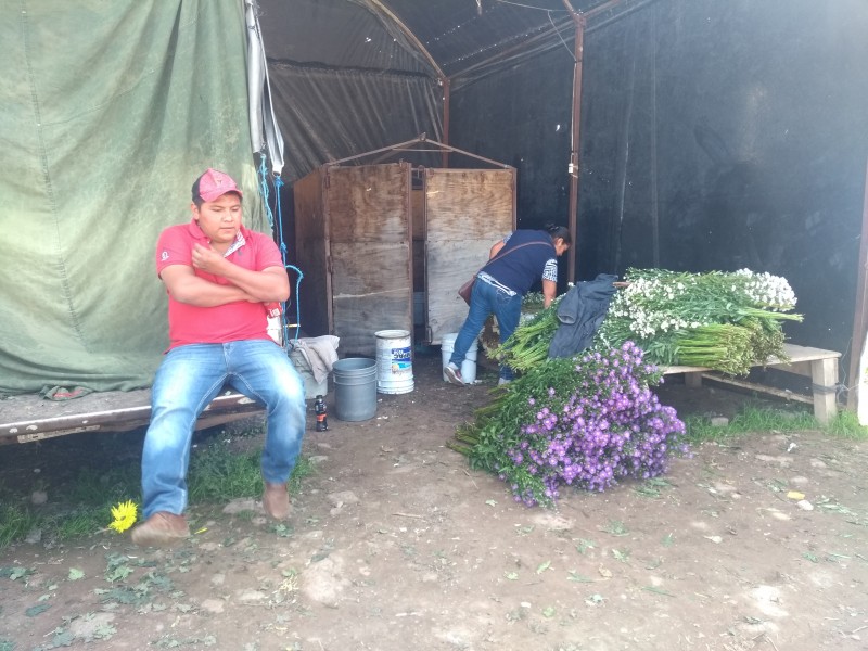 Productores de flor registran pérdidas ante desabasto