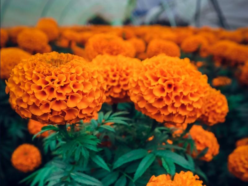 Productores de flores se preparan para el día de Muertos