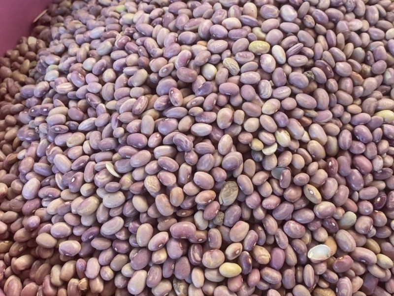 Productores de frijol de Zacatecas se preparan para el siguiente ciclo agrícola