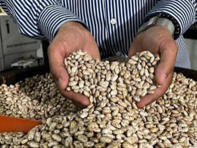 Productores de frijol enfrentan incertidumbre por falta de acopio