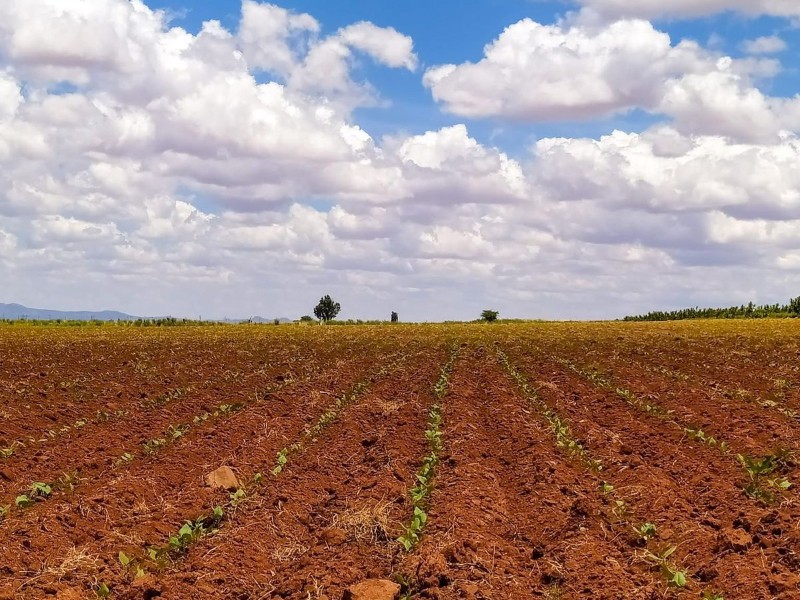 Productores de frijol exigen justicia por fraude millonario