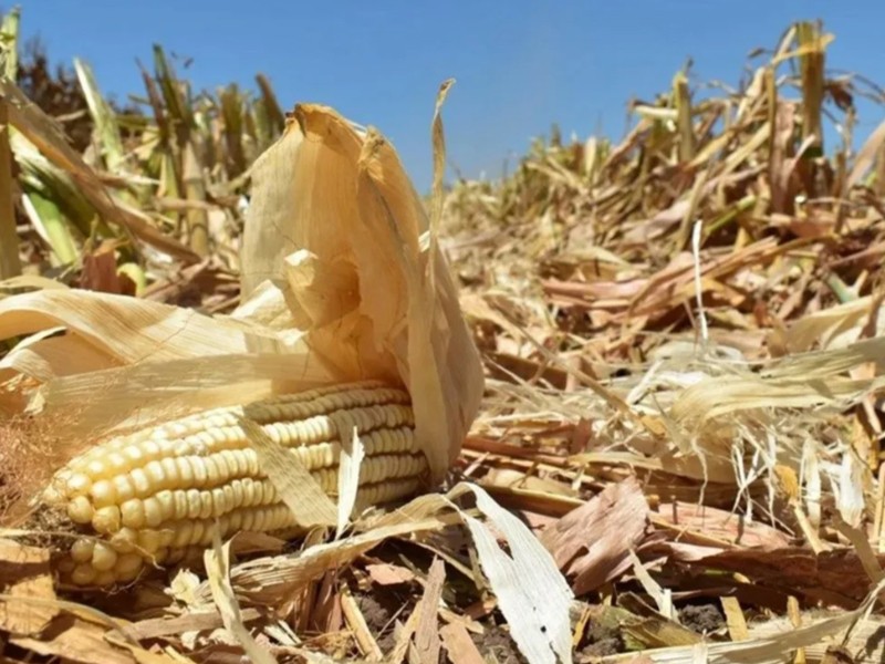Productores guasavenses denuncian nueva modalidad de robo de maíz