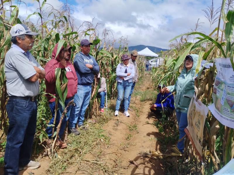 Productores de Huitzo fortalecen cultivo de maíz con técnicas sustentables