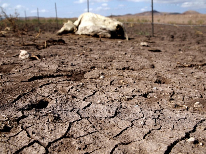 Productores de La Laguna enfrentan crisis por falta de lluvias urgentes