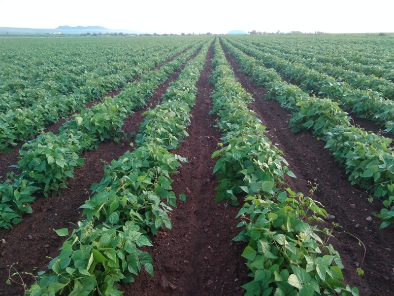 Productores de la zona conurbada denuncian robo de frijol