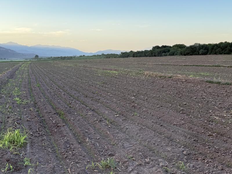 Productores de Lerdo esperan lluvias para definir el ciclo agrícola 2027