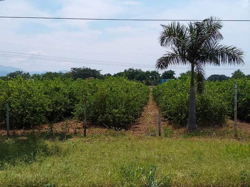 Productores de limón aprenden a vivir con HLB