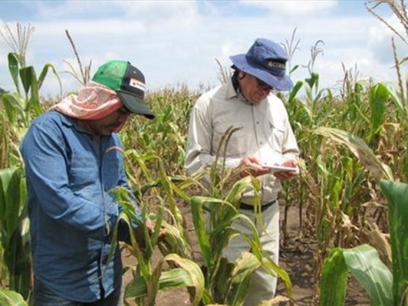 Productores de maíz en crisis