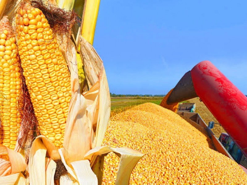 Productores de maíz en Sinaloa enfrentan crisis ante récord histórico en EE. UU
