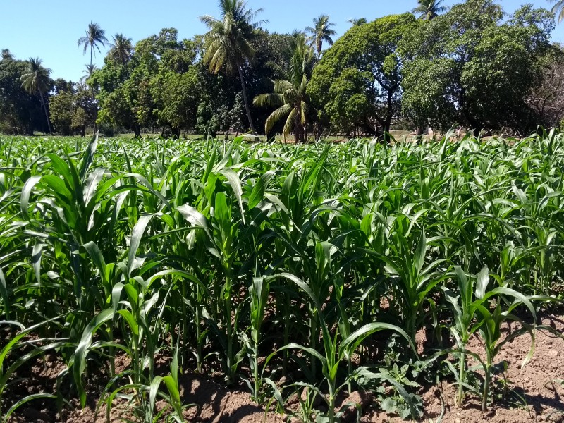 Productores de maíz esperan buena cosecha este año