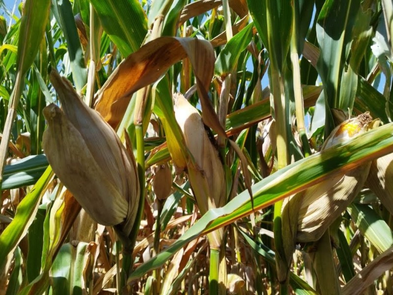Productores de maíz esperan que se mantengan precios de comercialización