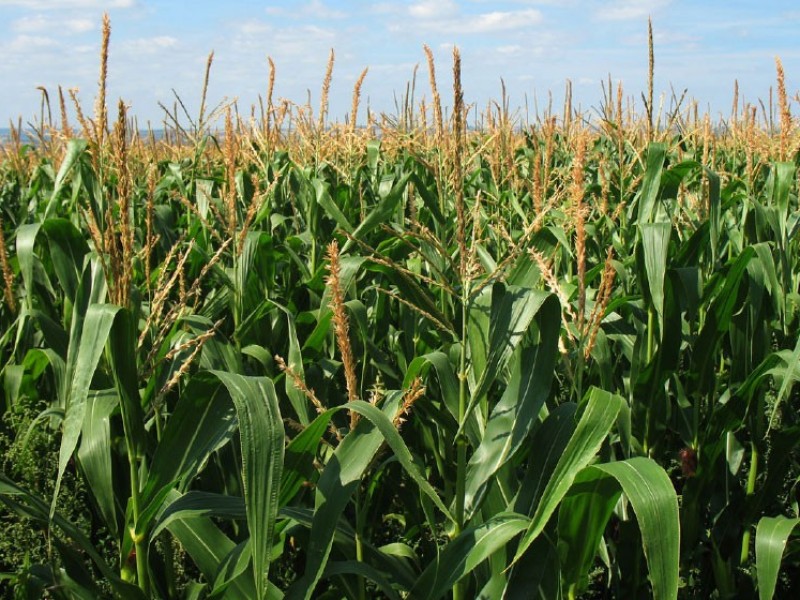 Productores de maíz piden desbloquear precios a la alza