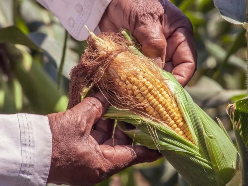 Productores de maíz tomarán instalaciones del SAT en Querétaro este martes