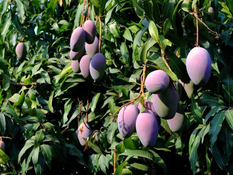 Productores de mango demandan seguridad para evitar robos