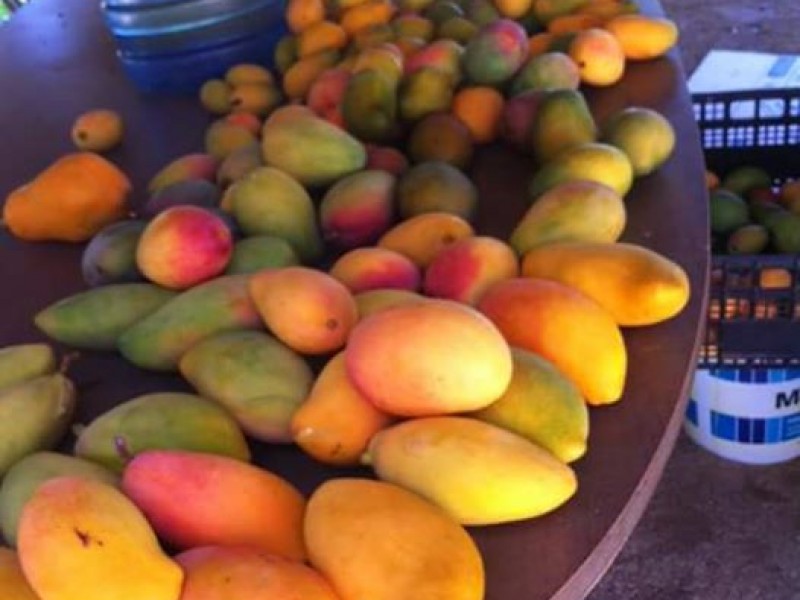 Productores de mango detectaron larva de mosca en fruta