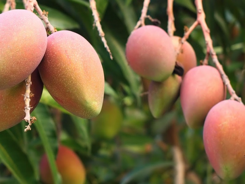 Productores de mango prevén pérdidas de 45% esta temporada