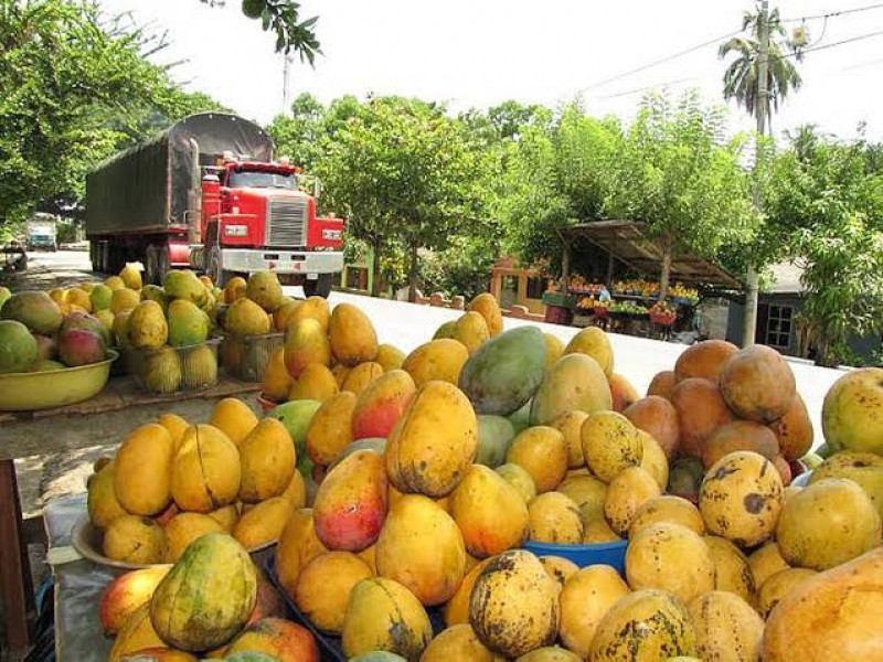 Productores de mango solicitan vigilancia para controlar robo hormiga