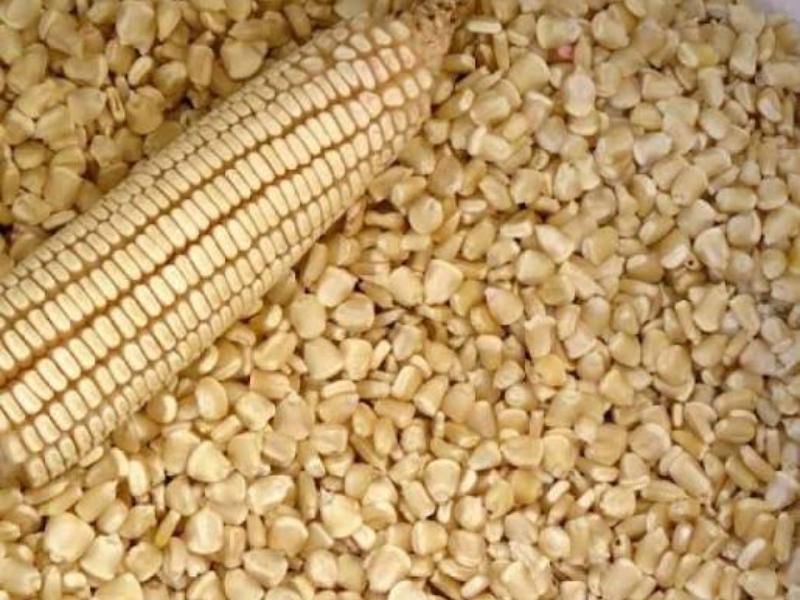 Productores de maíz mantienen expectativas favorables ante incremento de precios