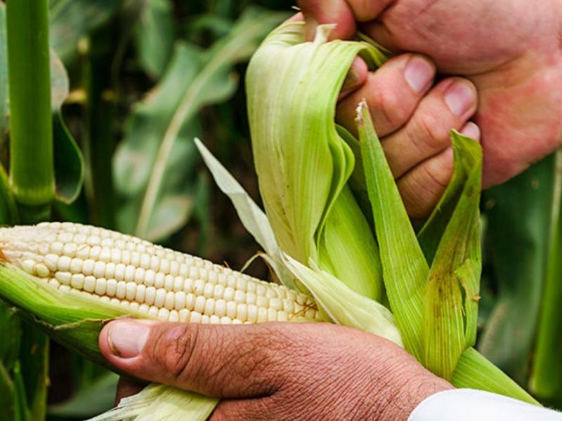 Productores de maíz ven panorama favorable ante posible alza de precios internacionales