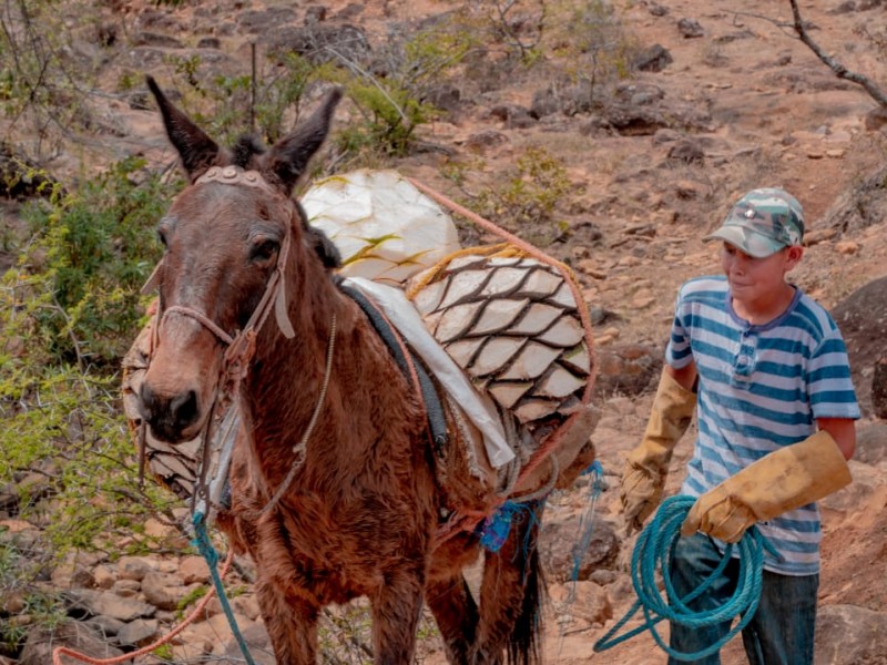 Productores de mezcal detuvieron sus actividades al 90%