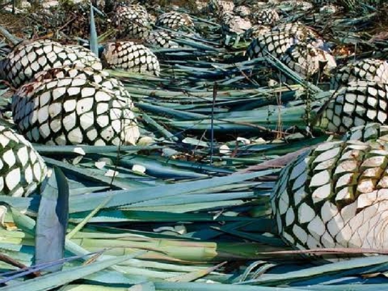 Productores de Mezcal sin certificado parcelario, alejados de apoyos