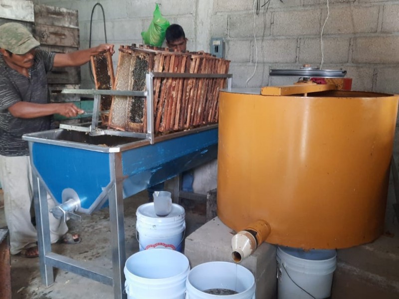 Productores de miel implementan apicultura itinerante en el istmo