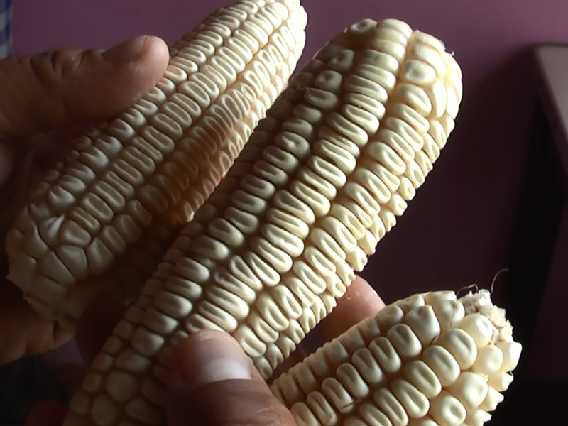Productores de Mixtequilla certifican maíz istmeño