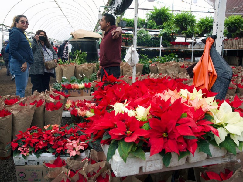 Productores de Nochebuena aseguran abasto para 2022