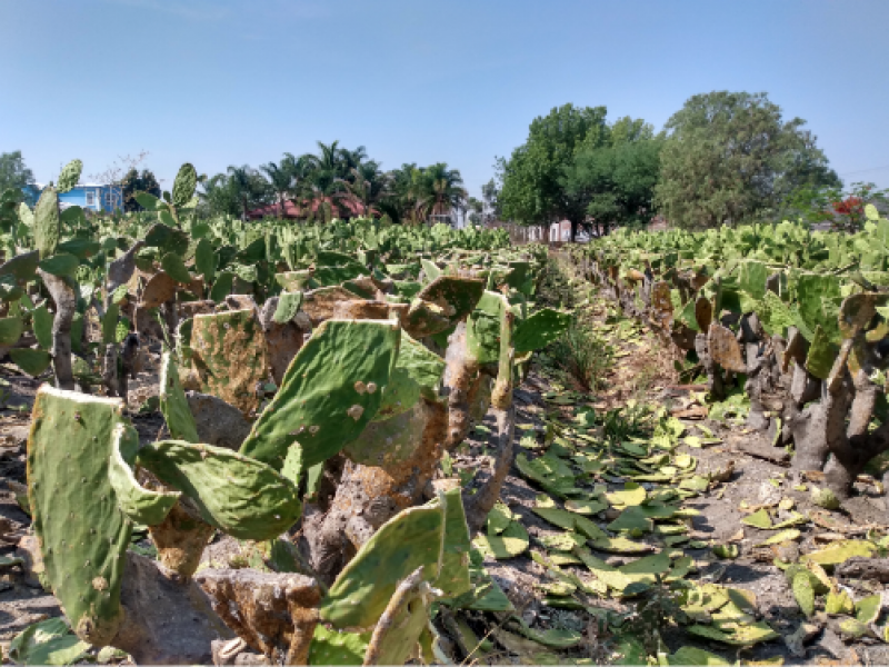 Productores de nopal reportan pérdidas económicas de 100% ante coronavirus