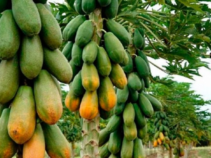 Productores de papaya, con dificultades para cosechar, les falta apoyo