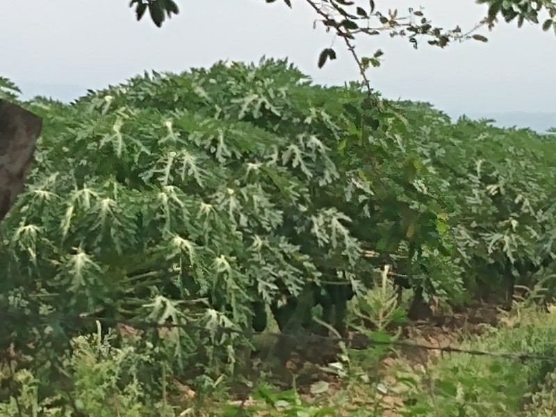 Productores de papaya dudan les lleguen apoyos