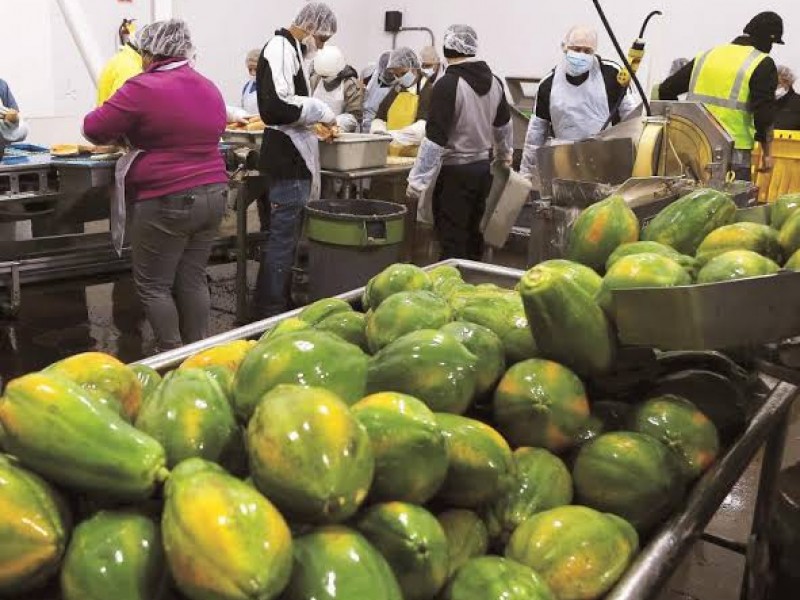 Productores de papaya implementan medidas por Covid-19