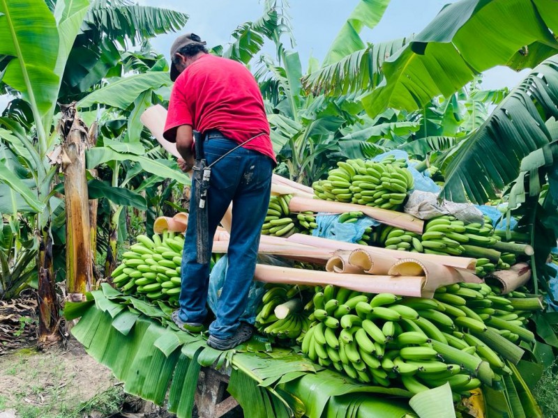 Productores de plátano en San Rafael defienden su calidad