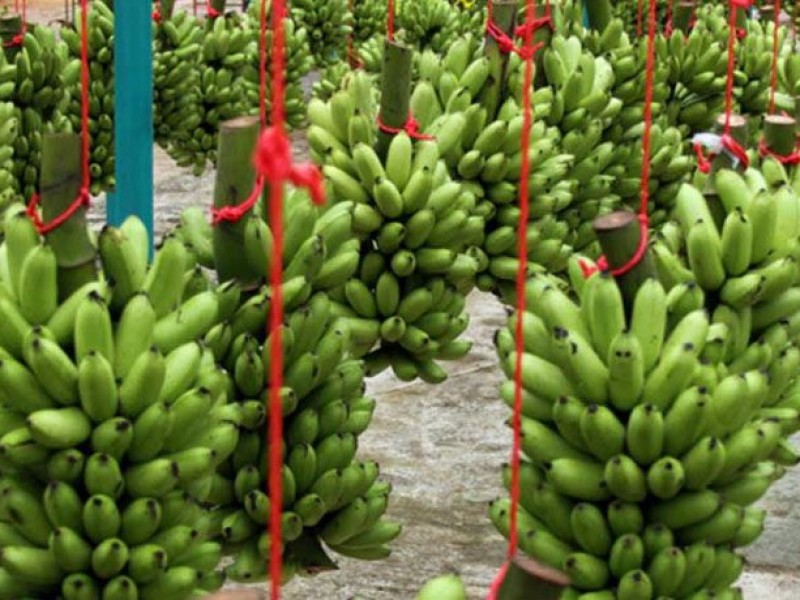 Productores de plátano enfrentan crisis productiva