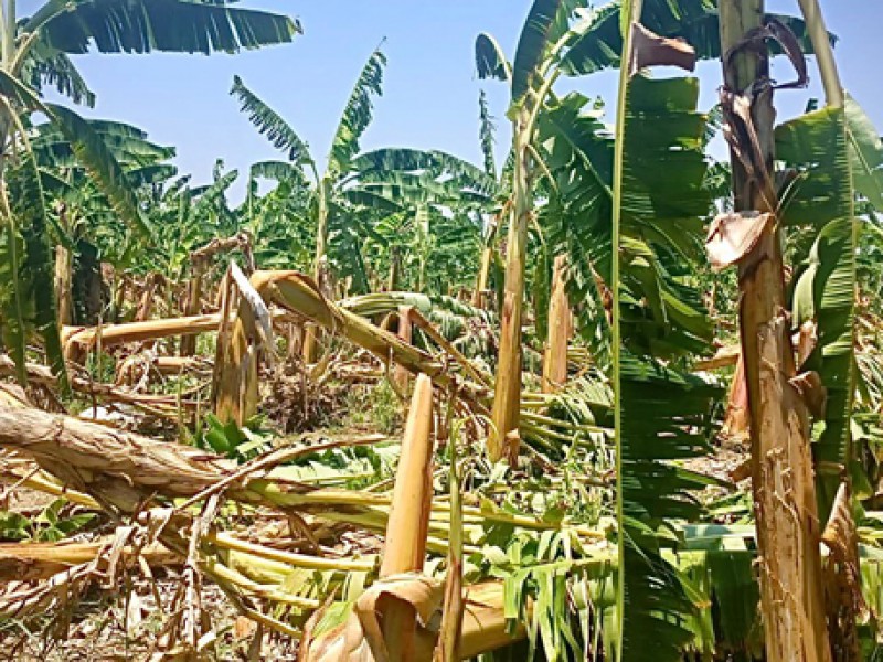 Productores de plátano perdieron cosecha por huracán Roslyn