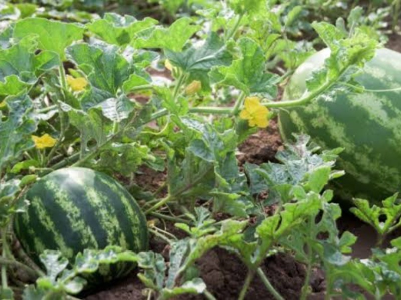 Productores se preparan para arranque de temporada de sandía en Choix