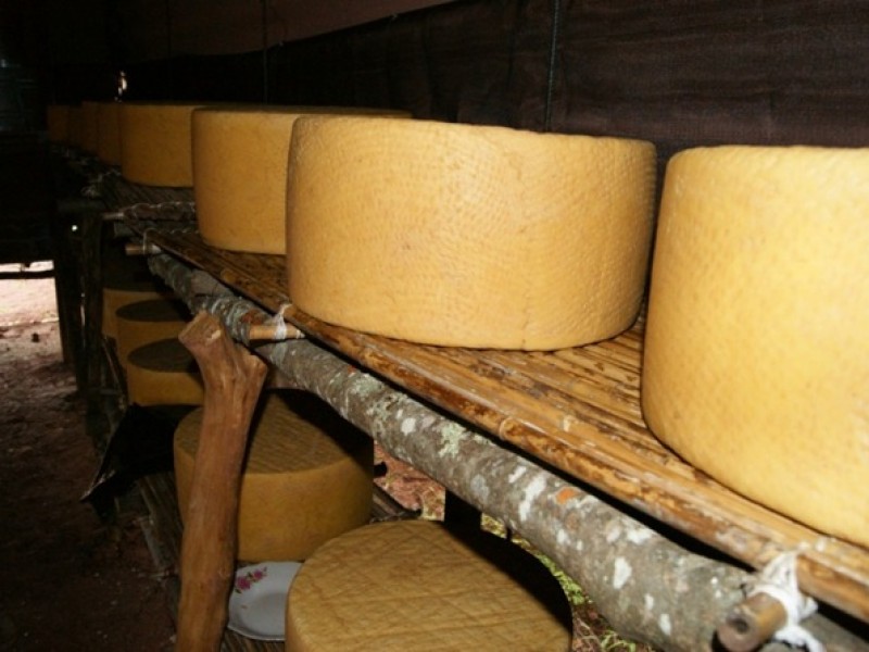 Productores de queso Cotija enfrentan problemas en su producción