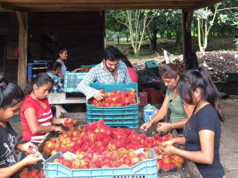 Productores de rambutan recuperan volumen de exportaciones