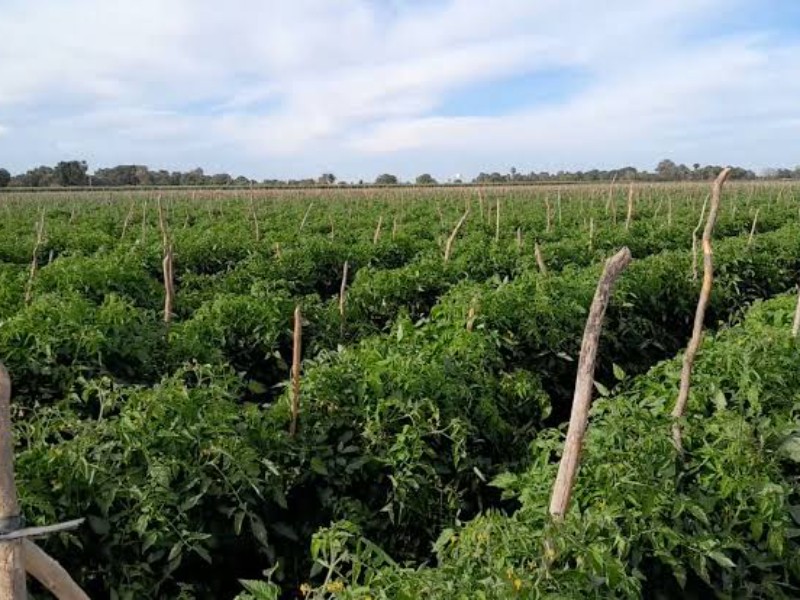 Productores de Sinaloa inician ciclo hortícola pese a retos: AARC