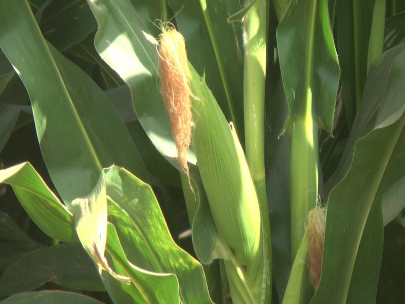 Productores de Sinaloa se sienten desprotegidos ante siguiente ciclo agrario