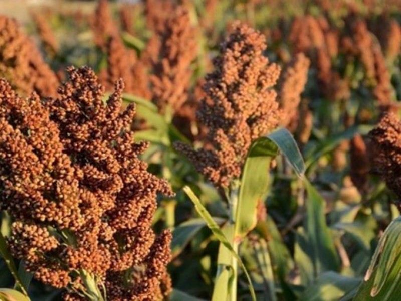 Productores de sorgo cerca de encontrar compradores